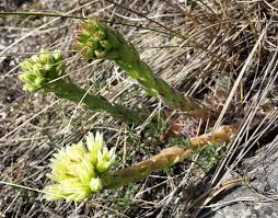 Attēlu rezultāti vaicājumam “Jovibarba globifera flower”