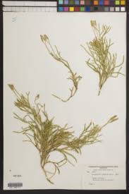 Attēlu rezultāti vaicājumam “Diphasium complanatum”