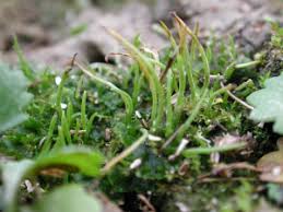 Attēlu rezultāti vaicājumam “Phaeoceros laevis subsp. carolinianus”