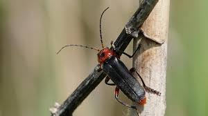 Attēlu rezultāti vaicājumam “Cantharis rustica”