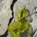 Attēlu rezultāti vaicājumam “Potamogeton perfoliatus flower”