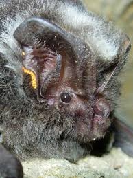 Attēlu rezultāti vaicājumam “Barbastella barbastellus”