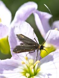 Attēlu rezultāti vaicājumam “Cauchas rufimitrella”