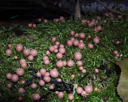 Attēlu rezultāti vaicājumam “Lycogala paraconfusum”