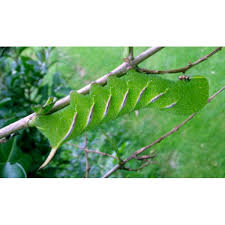 Attēlu rezultāti vaicājumam “Sphinx ligustri larva”