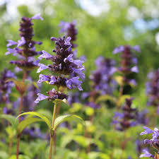 Attēlu rezultāti vaicājumam “Salvia verticillata”