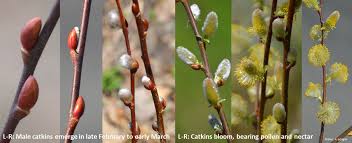 Attēlu rezultāti vaicājumam “Salix myrsinifolia female flower”