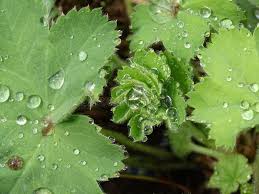 Attēlu rezultāti vaicājumam “Alchemilla vulgaris aggr. leaf”