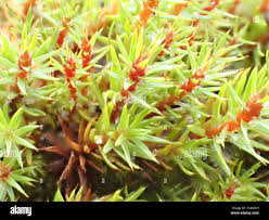 Attēlu rezultāti vaicājumam “Pogonatum urnigerum macro”