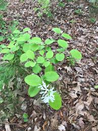 Attēlu rezultāti vaicājumam “Chionanthus virginicus leaf”