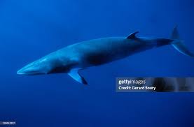 Image result for Balaenoptera acutorostrata