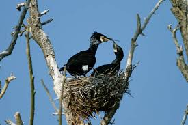 Attēlu rezultāti vaicājumam “Phalacrocorax carbo nest”