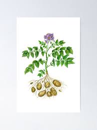 Attēlu rezultāti vaicājumam “Solanum tuberosum”