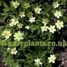 Attēlu rezultāti vaicājumam “Anemone x lipsiensis leaf”