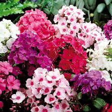 Image result for Phlox (großblumig)