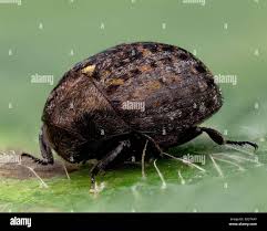 Attēlu rezultāti vaicājumam “Cytilus sericeus”