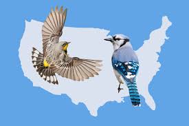 Image result for Bird