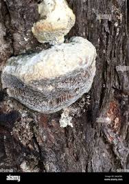 Attēlu rezultāti vaicājumam “Trametes suaveolens”