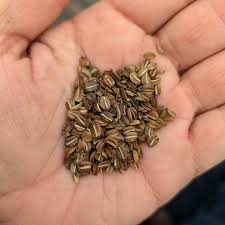 Attēlu rezultāti vaicājumam “Angelica sylvestris fruit”