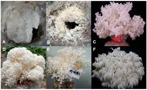 Attēlu rezultāti vaicājumam “Hericium coralloides”
