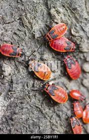 Attēlu rezultāti vaicājumam “Pyrrhocoris apterus nymph”