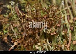 Attēlu rezultāti vaicājumam “Cetraria ericetorum”