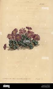 Attēlu rezultāti vaicājumam “Craterium minutum young”