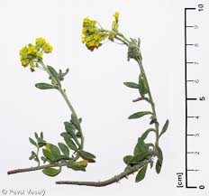 Attēlu rezultāti vaicājumam “Alyssum gmelinii”