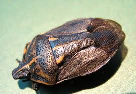 Attēlu rezultāti vaicājumam “Jalla dumosa”