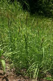 Attēlu rezultāti vaicājumam “Alopecurus aequalis”