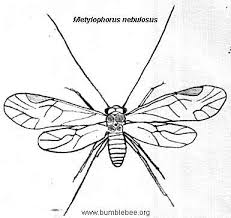 Attēlu rezultāti vaicājumam “Metylophorus nebulosus”