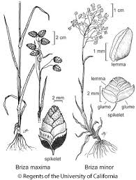 Attēlu rezultāti vaicājumam “Briza media fruit”