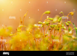 Attēlu rezultāti vaicājumam “Pohlia wahlenbergii macro”