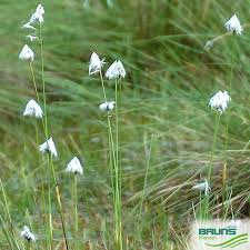 Attēlu rezultāti vaicājumam “Eriophorum latifolium leaf”