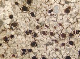 Attēlu rezultāti vaicājumam “Trapelia coarctata”