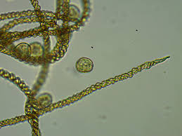 Attēlu rezultāti vaicājumam “Hemitrichia leiotricha macro”
