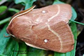 Attēlu rezultāti vaicājumam “Lasiocampa trifolii male”