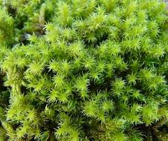 Attēlu rezultāti vaicājumam “Racomitrium canescens sporophyte”