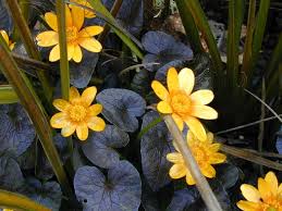 Attēlu rezultāti vaicājumam “Ficaria verna flower”