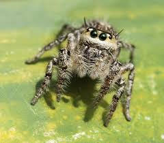 Attēlu rezultāti vaicājumam “Xanthogramma sp. male”