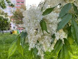 Attēlu rezultāti vaicājumam “Fraxinus”