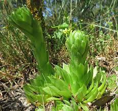 Attēlu rezultāti vaicājumam “xComagaria rosea”