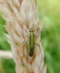 Attēlu rezultāti vaicājumam “Stenotus binotatus male”