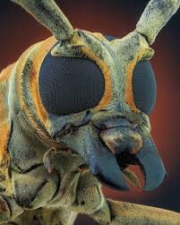 Attēlu rezultāti vaicājumam “Colloderma robustum macro”