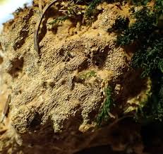 Attēlu rezultāti vaicājumam “Asterodon ferruginosus”