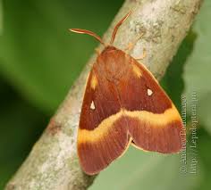 Attēlu rezultāti vaicājumam “Lasiocampa quercus imago”