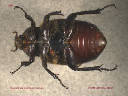 Attēlu rezultāti vaicājumam “Osmoderma barnabita imago”