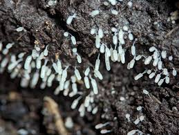 Attēlu rezultāti vaicājumam “Stemonitopsis typhina young”