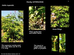 Attēlu rezultāti vaicājumam “Arcyria imperialis stalked”