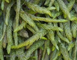 Attēlu rezultāti vaicājumam “Plagiothecium latebricola macro”